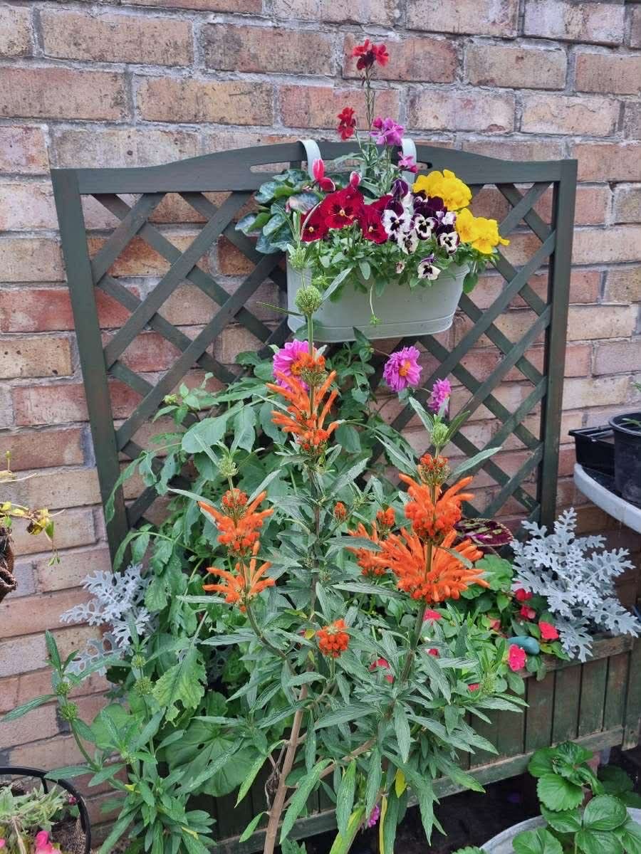 Laura's Gardening Services gallery image 1