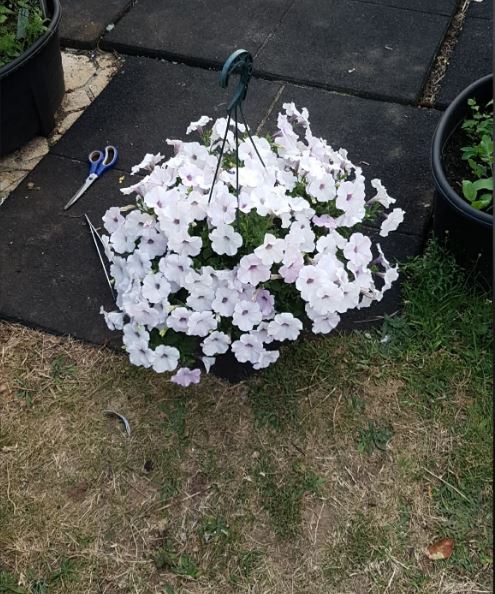 Laura's Gardening Services gallery image 9