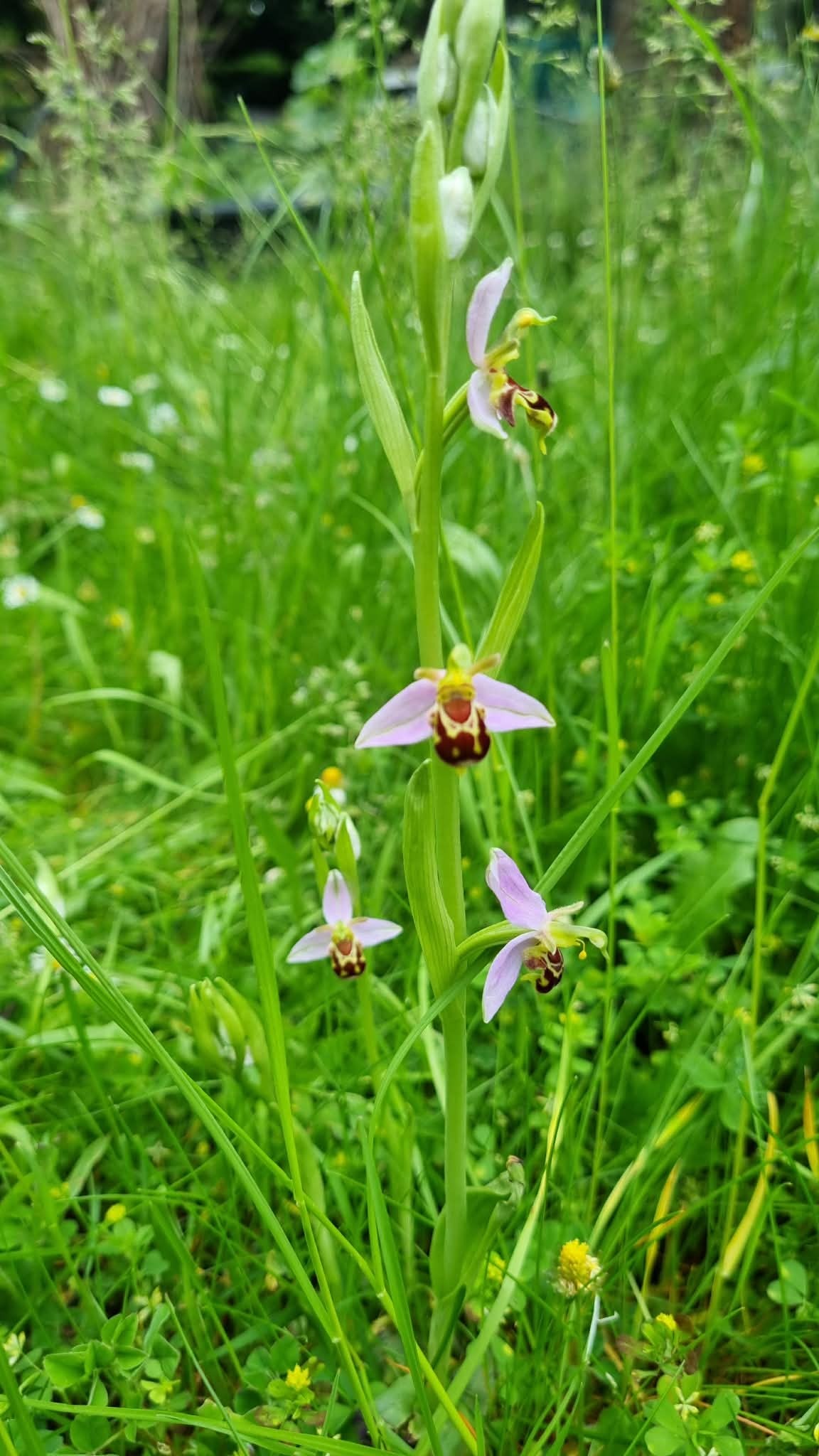 Laura's Gardening Services gallery image
