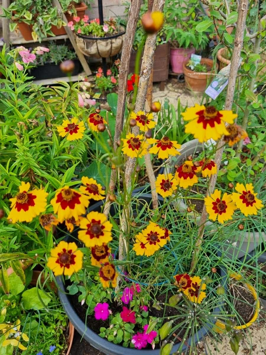 Laura's Gardening Services gallery image 2