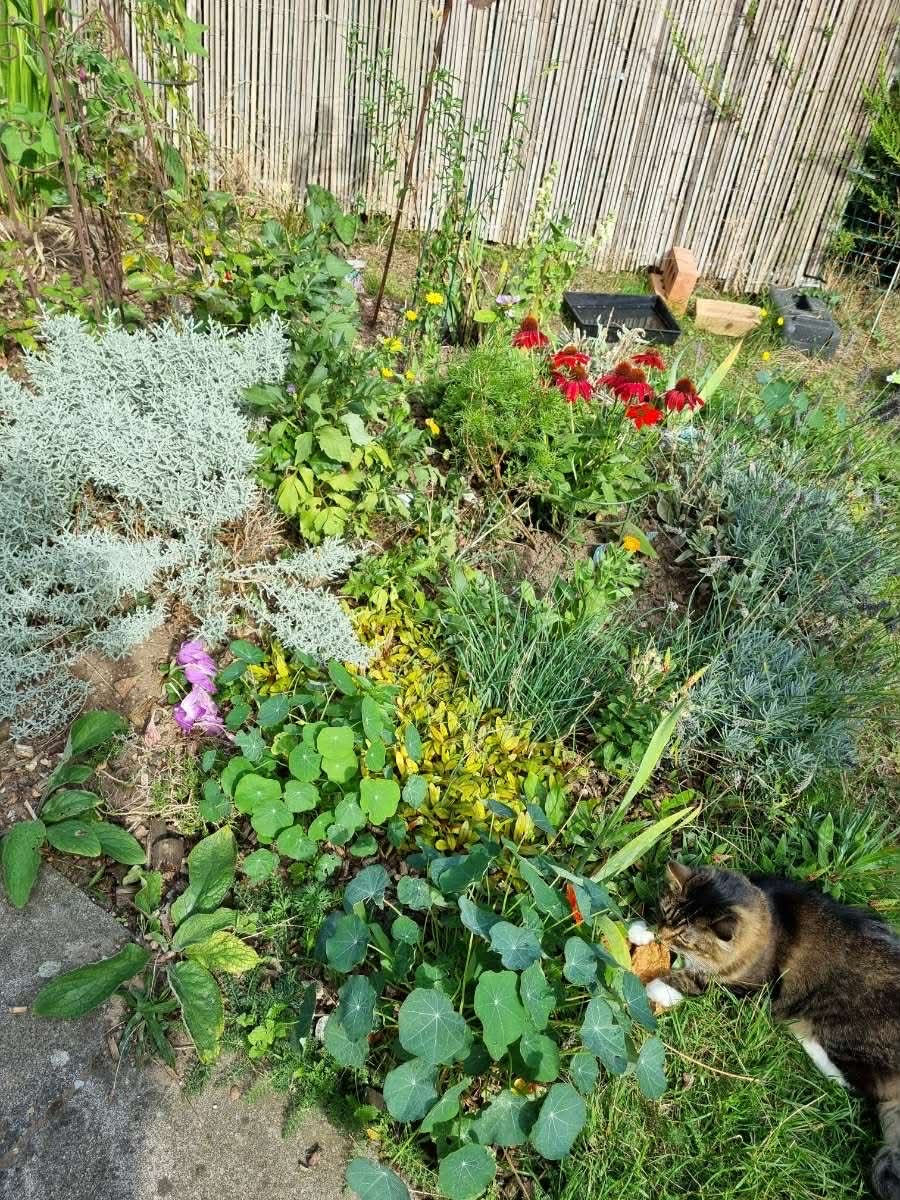 Laura's Gardening Services gallery image 3