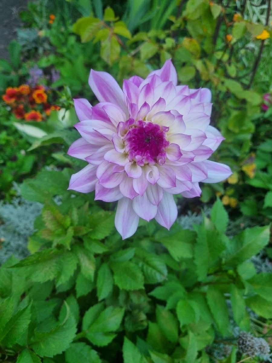 Laura's Gardening Services gallery image 7