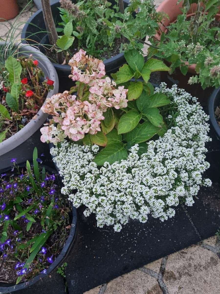 Laura's Gardening Services gallery image 8